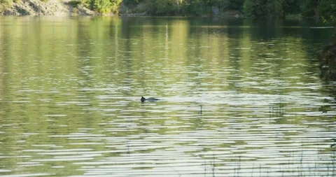 Lake Duck 1 Stock Footage 126176927