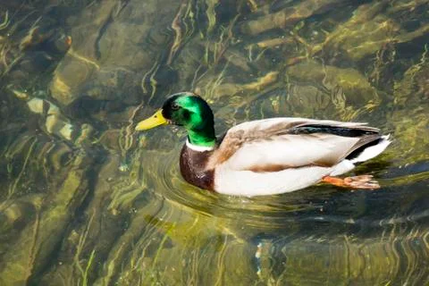 Lake with duck Stock Photos