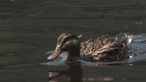 Lake Duck Rack Focus Vídeos de archivo 78768696