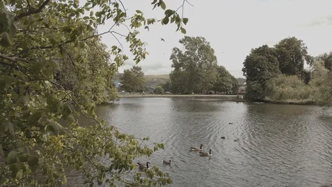 Lake with ducks 2 Stockbeeldmateriaal 119035030