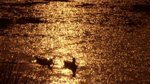 Lake With Ducks 4 Stock Footage