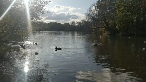 Lake with ducks in Epping Forest, England Stock Footage 119535489
