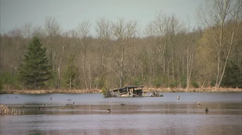 Lake with Ducks Stock Footage 10981017