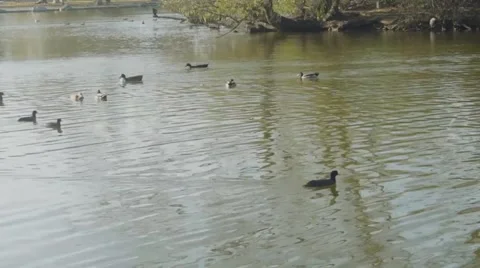 Lake with Ducks Stock Footage 45886302