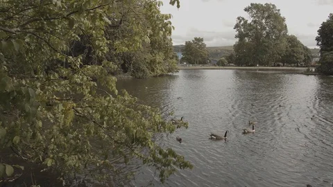 Lake with ducks Stockbeeldmateriaal 119035126