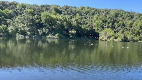 Lake with ducks Stock Footage 219164280