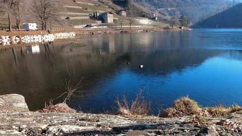 Lake ducks Stock Footage 233112798