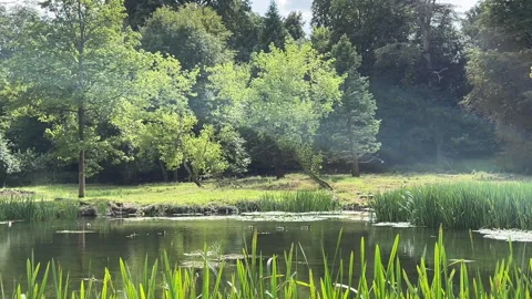 Lake with ducks Stock Footage 281078319
