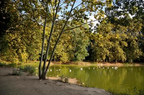 Lake ducks Stock Photos