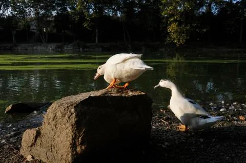 Lake of the ducks 스톡 사진