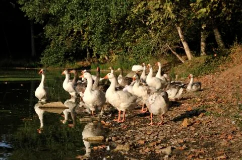 Lake of the ducks Stock Photos