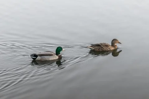 Lake Ducks Stock Photos
