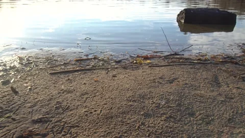 Lake with ducks in sun Stock Footage 164590988