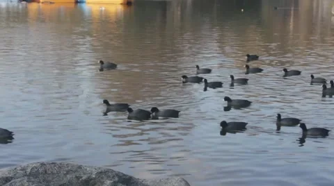 Lake with Ducks Swimming 3 Stock Footage 45886356