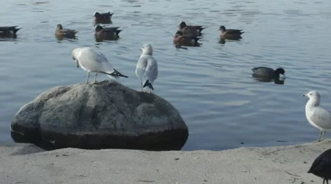 Lake with Ducks Swimming 4 Video stock 45886201