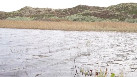 A lake in the dunes of denmark Stock Footage 97383884