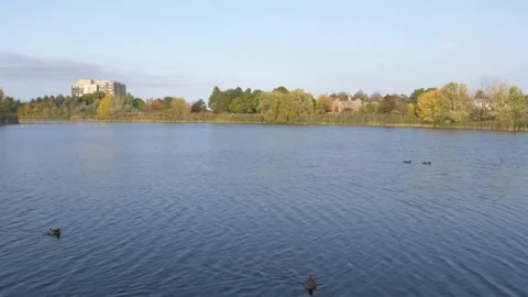 Lake during fall with ducks swimming Stock Footage 140944700