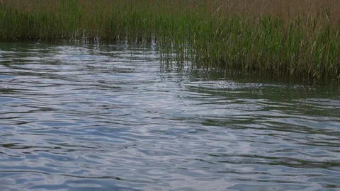 Lake ecosystem Video stock 89705295