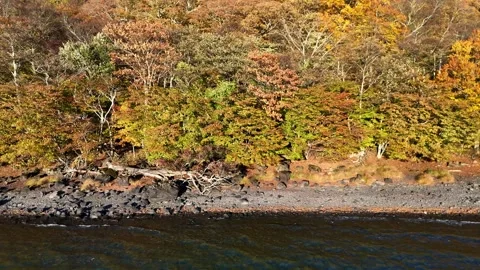 Lake Edge | Dead Tree | Autumn Leaves | Environment - 4K Aerial Video Stock Footage 329052736