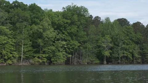Lake Edge Forest Video stock 107158222