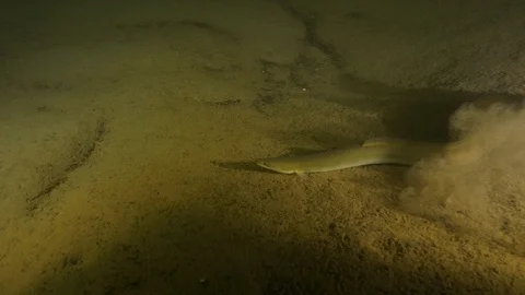 Lake eel  bottom swim on the sandy, Albano lake, Italy Stock Footage 107603429