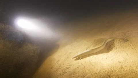  Lake eel escapes by disappearing into the sand underwater, Albano lake, Italy Stock Footage 104580302