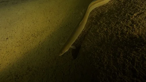 Lake eel on the sandy bottom swims and stops, Albano lake, Italy Video stock 107606053