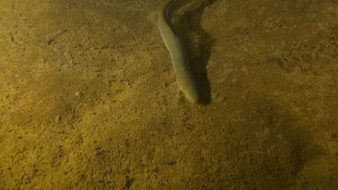 Lake eel suddenly turns up raising the sand and swimming, Albano lake, Italy Stock Footage 107364613