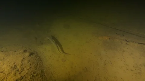 Lake eel swims on the sandy bottom of the lake, Albano lake, Italy Stock Footage 107373654