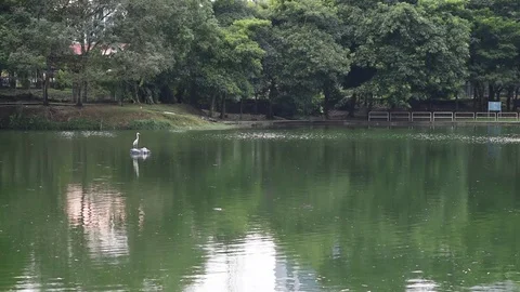 Lake environment in evening cloudy day. pond in a park Stock Footage 83306280