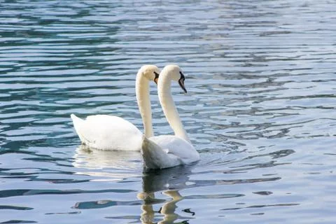 Lake Eola Stock Photos