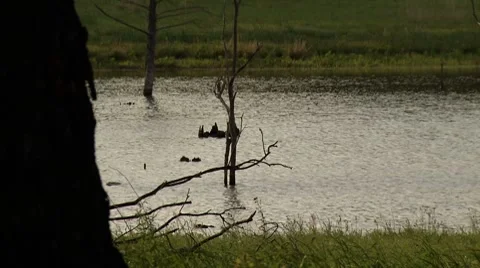 Lake evening 2-Pond 5 Stock Settings HD Video stock 8521568