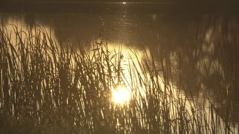 Lake evening landscape Stock Footage 109072784