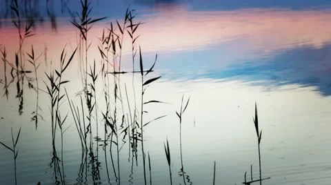 Lake evening reed reflection Stock Footage 12143538