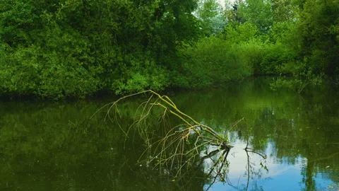 Lake with a fallen tree Stockbeeldmateriaal 155577798