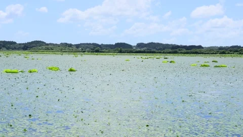 Lake with floating lotus Stock Footage 253255430