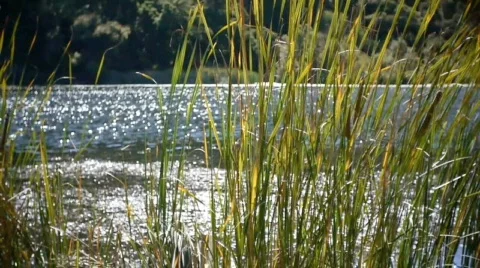 By the lake. Stock Footage 544192