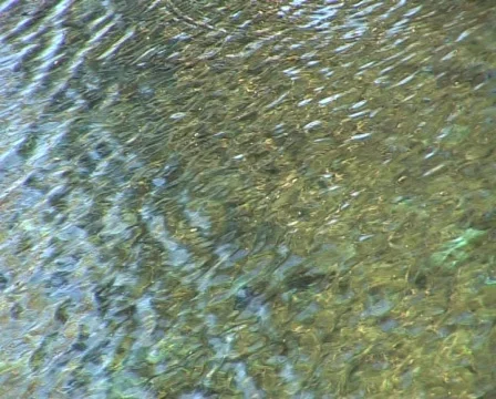 Lake Video stock 559261