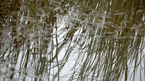 Lake. Stock Footage 584098