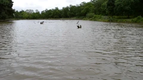 Lake Stock Footage 7340453