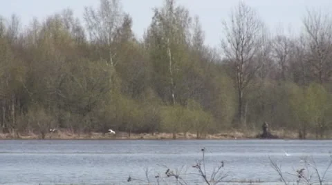 Lake 動画素材 8911687