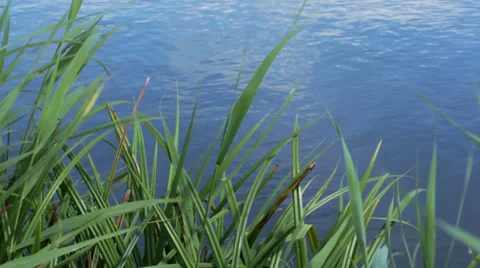 Lake Stock Footage 30645447