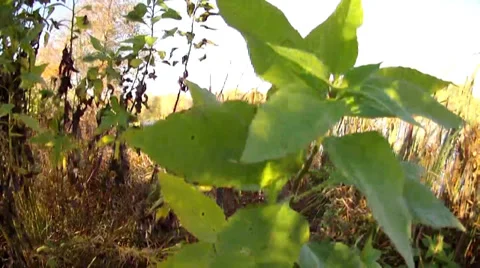 Lake Stock-Footage 32162540