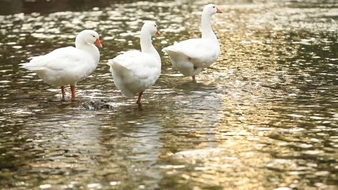 Lake Stock Footage 128451822