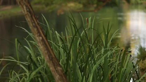 Lake Stock Footage 128451828