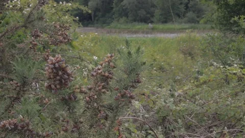 By the lake Vídeos de archivo 132748817