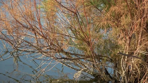 Lake Stock Footage 139070960