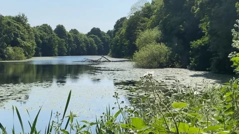 Lake Stock Footage 243645048