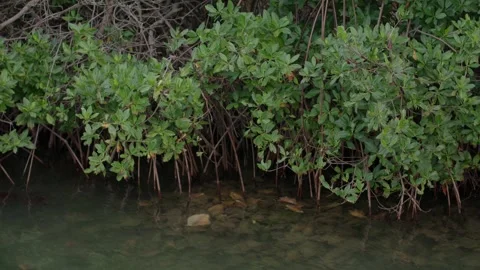 By the Lake Stock Footage 260206101