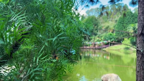 Lake Stock Footage 321471302